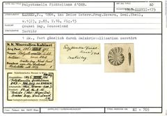 Karteikarte zum Abbildungsoriginal von Polystomella fichteliana d'Orbigny, 1846